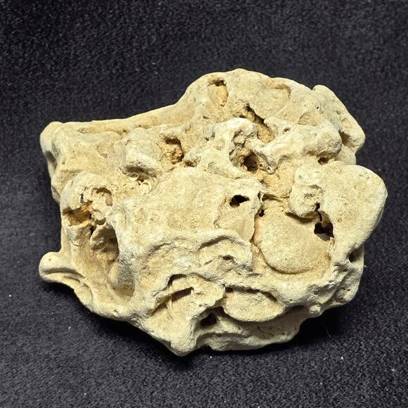 Genuine Fossilized Coral Reef Stone Ocean Coastal Home Decor Display Aqua - Picture 6 of 10